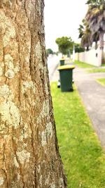 Close-up of tree trunk