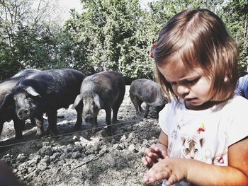 Close-up of girl and pigs outdoors