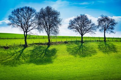 Bare trees on field against sky