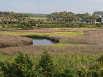 Scenic view of river flowing through forest