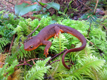High angle view of salamander on plants
