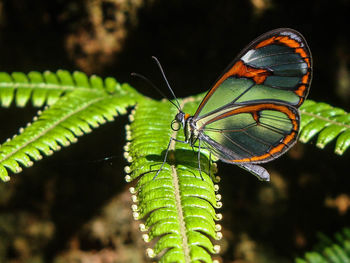 Close-up of butterfly on plant