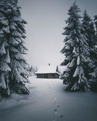 Frozen trees against clear sky during winter