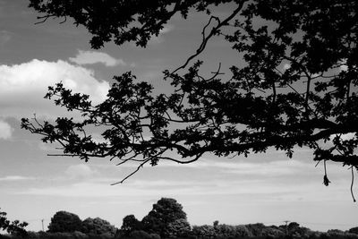 Low angle view of silhouette tree against sky