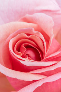 Close-up of pink rose