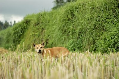 Portrait of sheep in a field