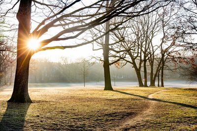 Sunlight streaming through trees at sunset