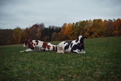 Cows laying in a field