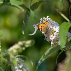 Close-up of butterfly pollinating on flower