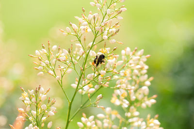 Close-up of bumble bee pollinating on flower bud