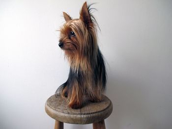 Yorkshire terrier sitting on stool against white background
