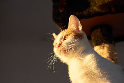 Close-up of cat looking away