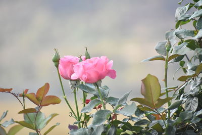 Close-up of pink flowers blooming outdoors