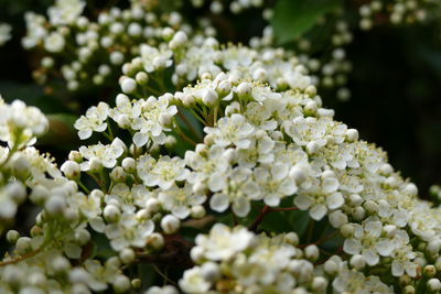 Close-up of white flowering plants