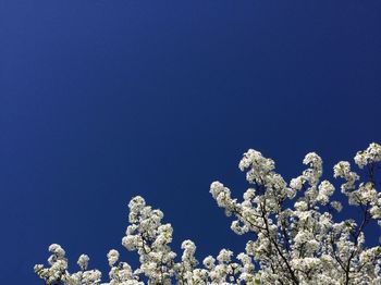 Low angle view of flowers against blue sky