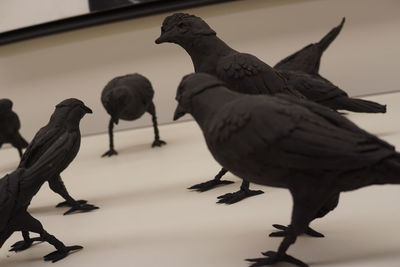 Close-up of pigeons perching