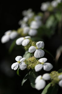 Close-up of white flowering plant