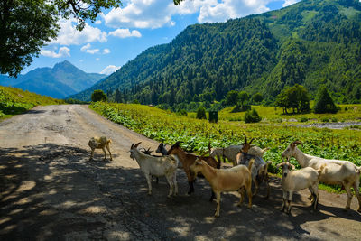 Horses on field against mountains