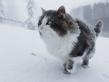 Cat on snow