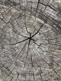 Full frame shot of tree stump