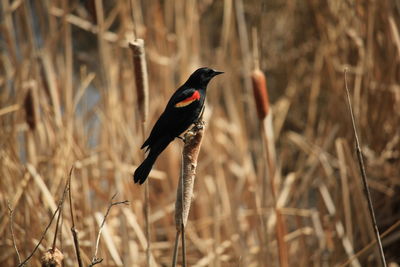 Bird perching on a field