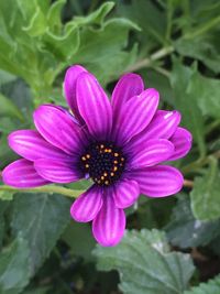 Close-up of pink flower blooming outdoors