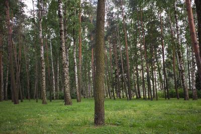 View of trees in forest