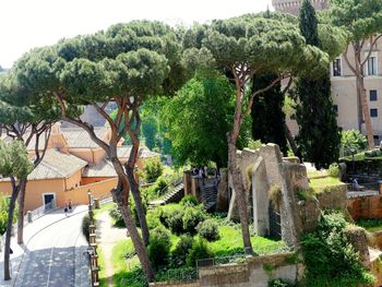 High angle view of trees and plants outside building