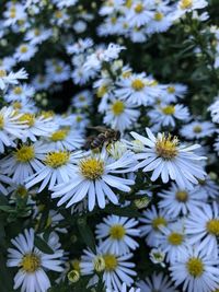 Close-up of white daisy flowers