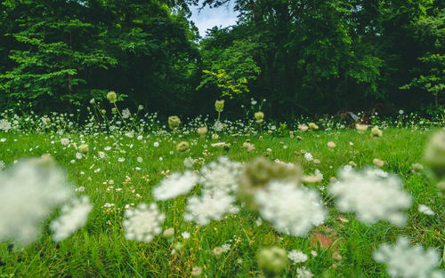 Flowering plants and trees on field