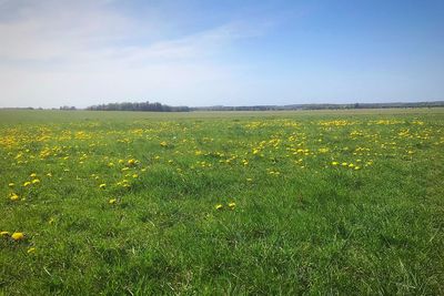 Scenic view of yellow flower field against sky