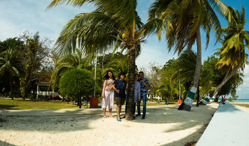palm tree