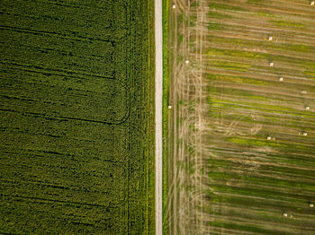 Scenic view of agricultural field