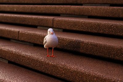 Close-up of bird perching on retaining wall