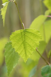 Close-up of green leaves