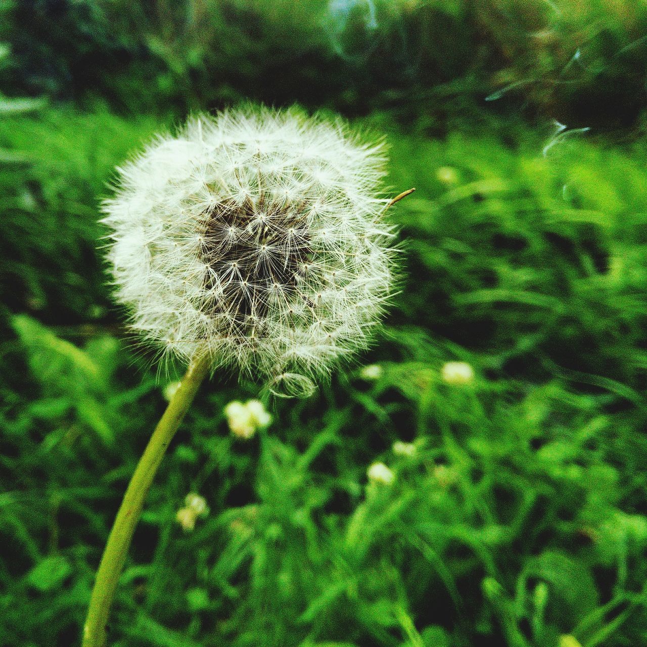 growth, dandelion, flower, freshness, fragility, beauty in nature, nature, flower head, white color, plant, close-up, green color, single flower, uncultivated, softness, field, high angle view, wildflower, outdoors, day