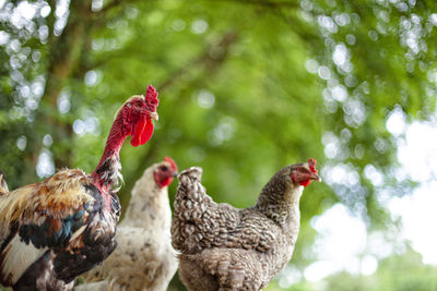 Rooster and hens in saint-aignan in brittany