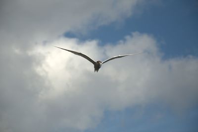 Low angle view of bird flying against sky