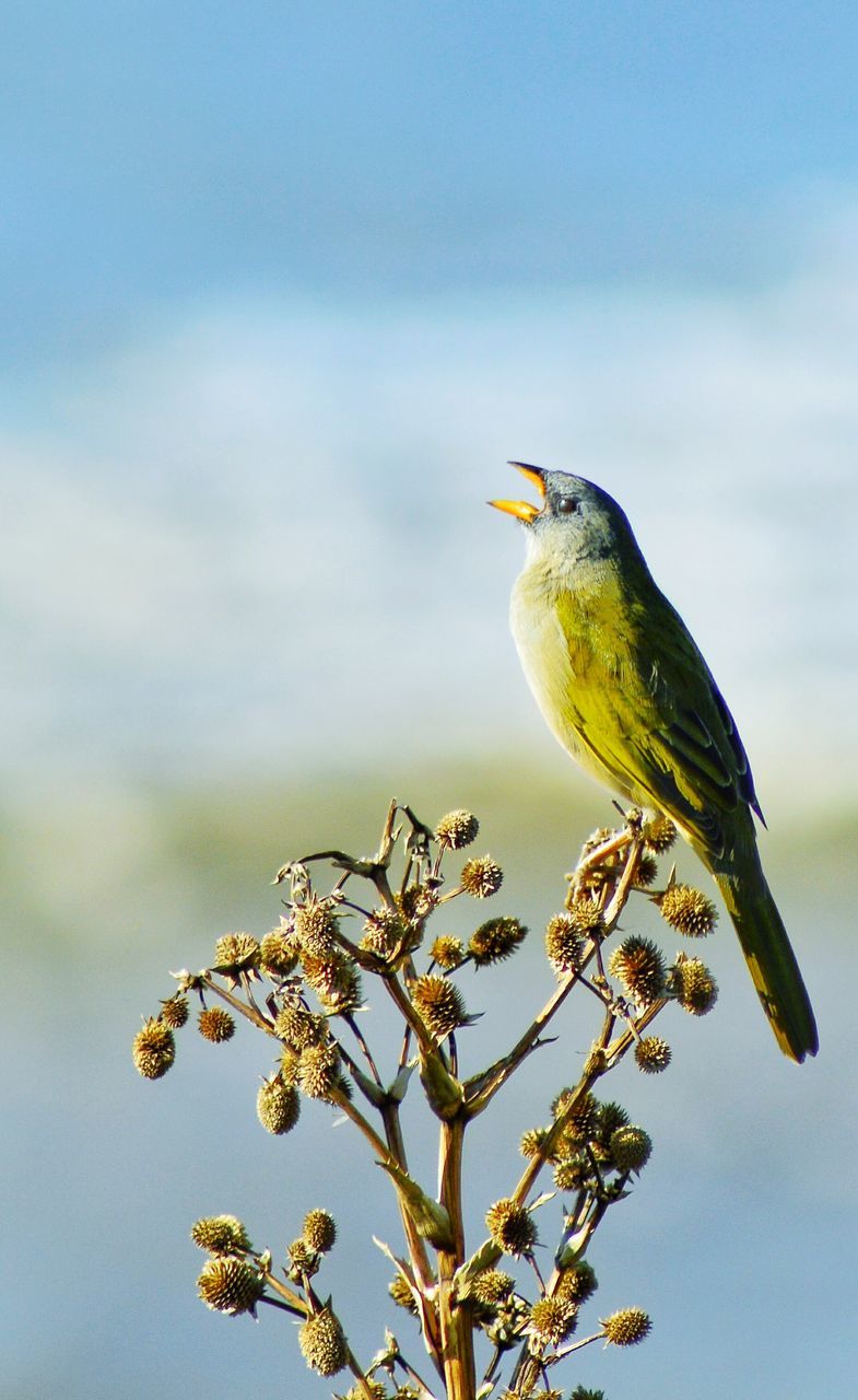 LOW ANGLE VIEW OF BIRD PERCHING ON TREE