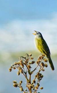 Low angle view of bird perching on tree against sky