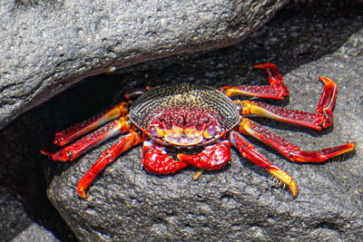 Close-up of crab on rock
