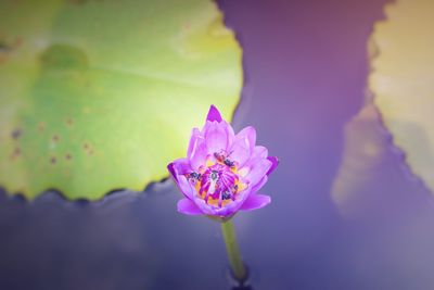 Close-up of pink rose flower