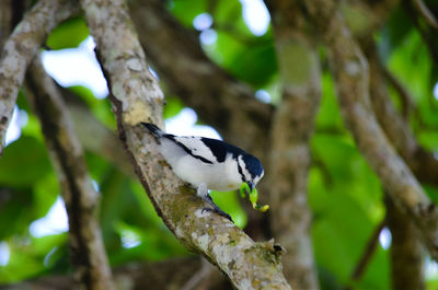 Low angle view of bird perching on tree