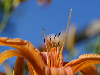 Close-up of flowers