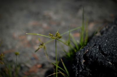 Close-up of plant against blurred background