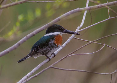 Close-up of bird perching on branch