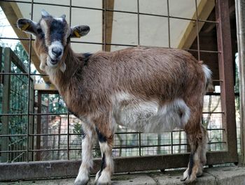 Horse in cage at zoo