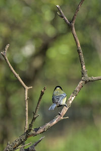 Close-up of bird perching on branch