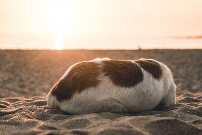 Close-up of dog relaxing on sand at beach during sunset