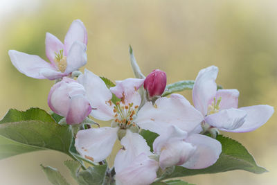 Close-up of fresh white flowers